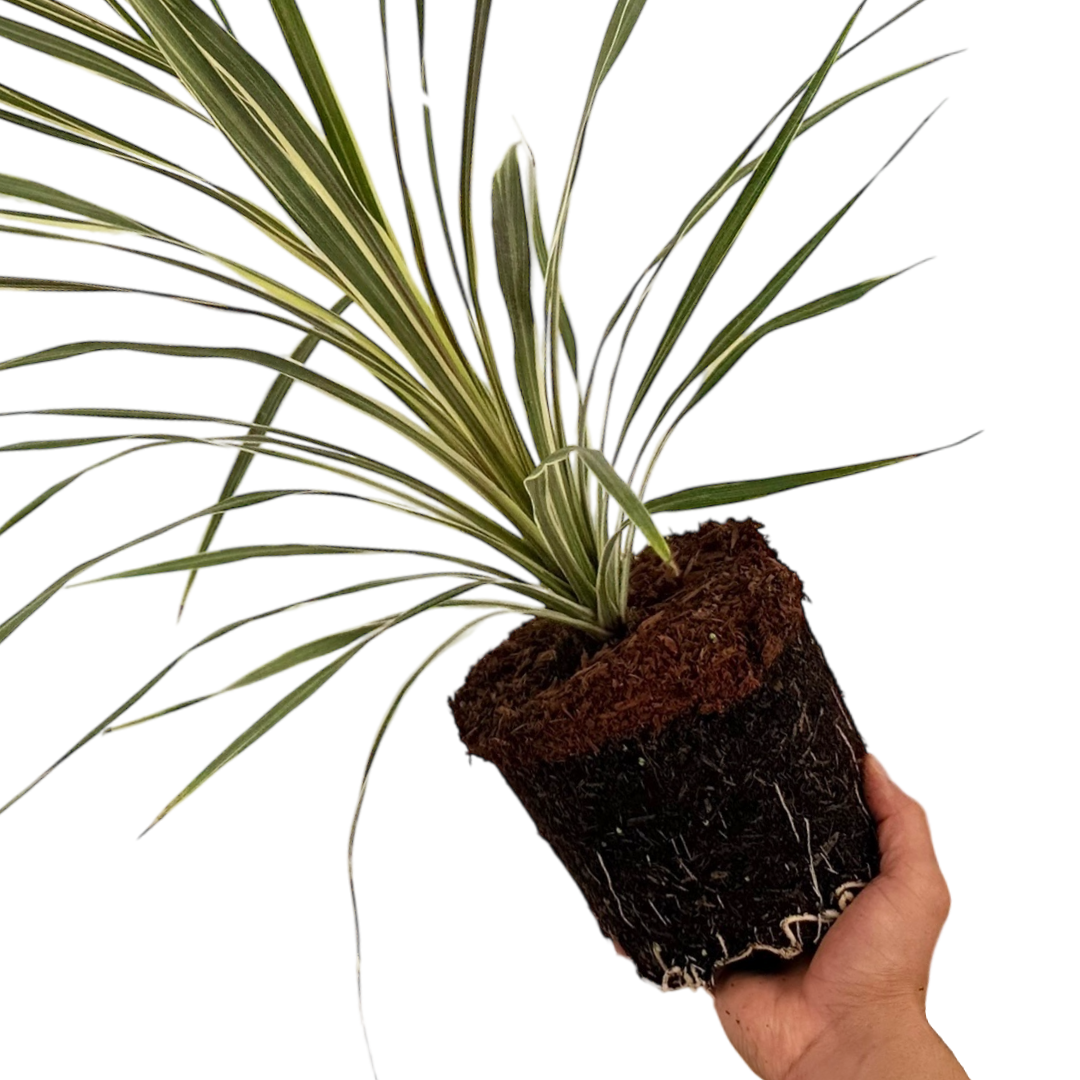 Cordyline Torbay Dazzler - Frankton's