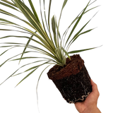 Cordyline Torbay Dazzler - Frankton's