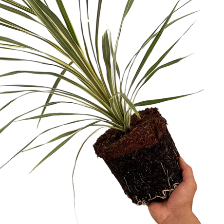Cordyline Torbay Dazzler - Frankton's
