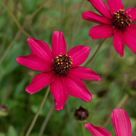 Cosmos Cherry Chocolate - Frankton's
