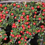 Cotoneaster Horizontalis - Frankton's