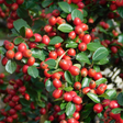 Cotoneaster Horizontalis - Frankton's