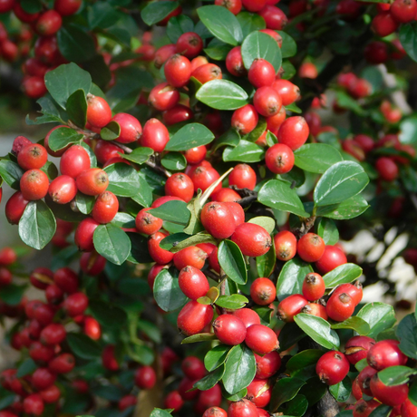 Cotoneaster Horizontalis - Frankton's