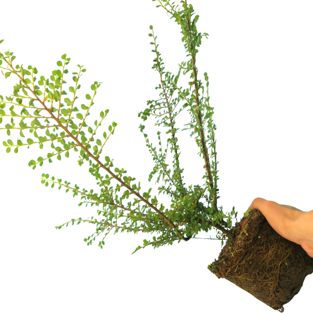 Cotoneaster Horizontalis - Frankton's