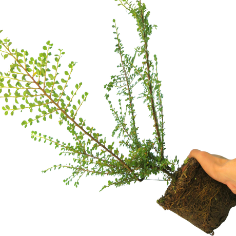 Cotoneaster Horizontalis - Frankton's