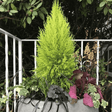Cupressus Wilma - Frankton's