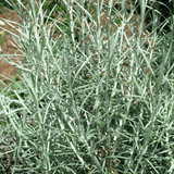 Curry Plant - Frankton's