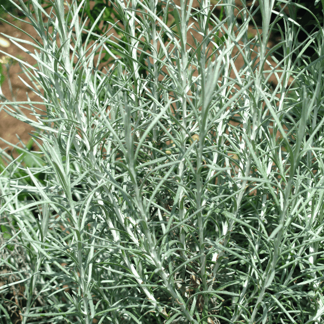 Curry Plant - Frankton's