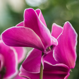 Cyclamen Bicolour Pink Flame - Frankton's