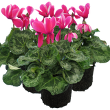 Cyclamen Bicolour Pink Flame - Frankton's