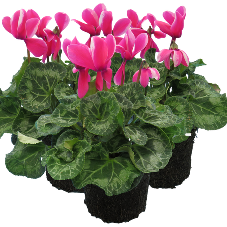 Cyclamen Bicolour Pink Flame - Frankton's