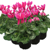 Cyclamen Bicolour Pink Flame - Frankton's
