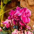 Cyclamen Bicolour Pink Flame - Frankton's