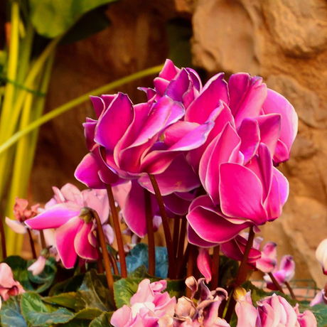 Cyclamen Bicolour Pink Flame - Frankton's