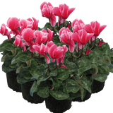 Cyclamen Bicolour Rouge Flame - Frankton's