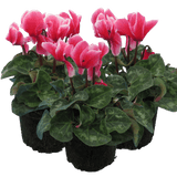 Cyclamen Bicolour Rouge Flame - Frankton's