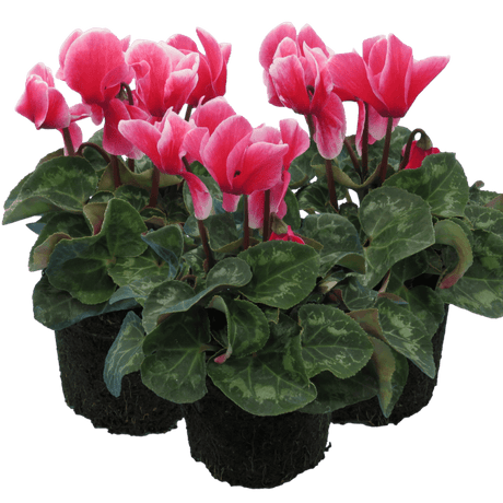 Cyclamen Bicolour Rouge Flame - Frankton's