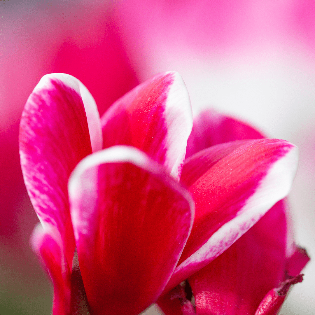 Cyclamen Bicolour Rouge Flame - Frankton's