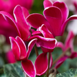 Cyclamen Bicolour Rouge Flame - Frankton's