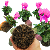 Cyclamen Flame Deep Rose - Frankton's