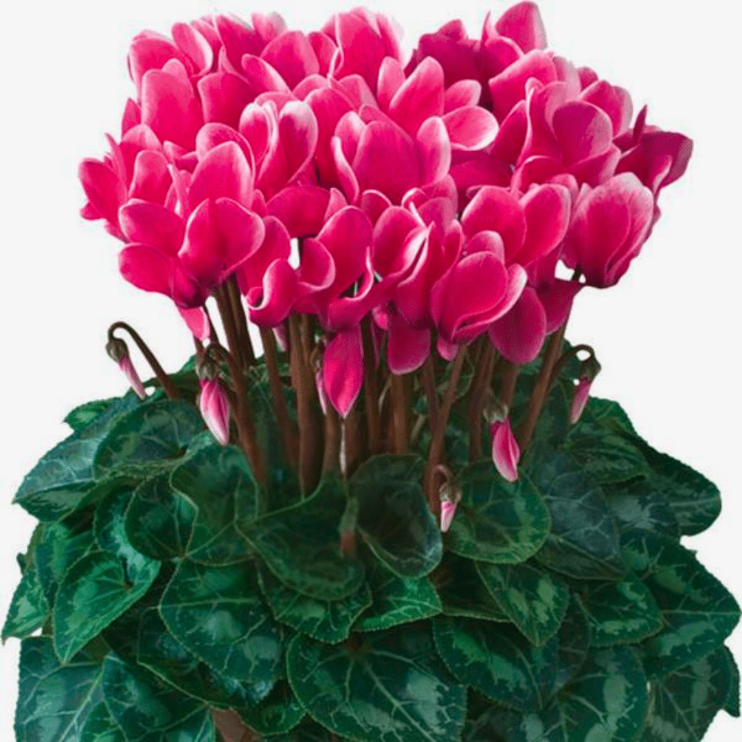 Cyclamen Flame Deep Rose - Frankton's