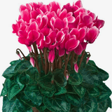 Cyclamen Flame Deep Rose - Frankton's