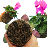 Cyclamen Flame Deep Rose - Frankton's