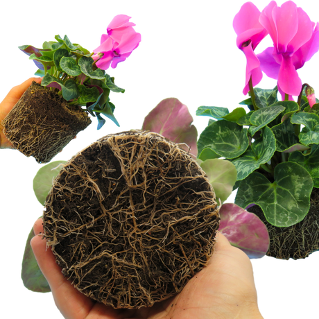 Cyclamen Flame Deep Rose - Frankton's