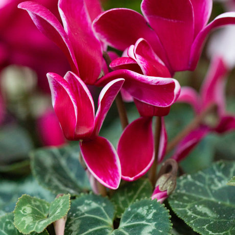 Cyclamen Flame Deep Rose - Frankton's