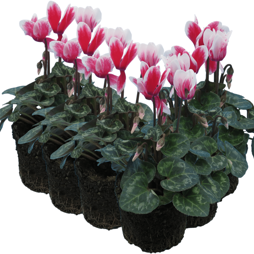 Cyclamen Flame Red 10.5cm - Frankton's