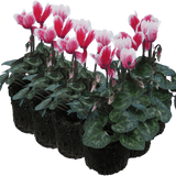 Cyclamen Flame Red 10.5cm - Frankton's