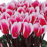 Cyclamen Flame Red 10.5cm - Frankton's