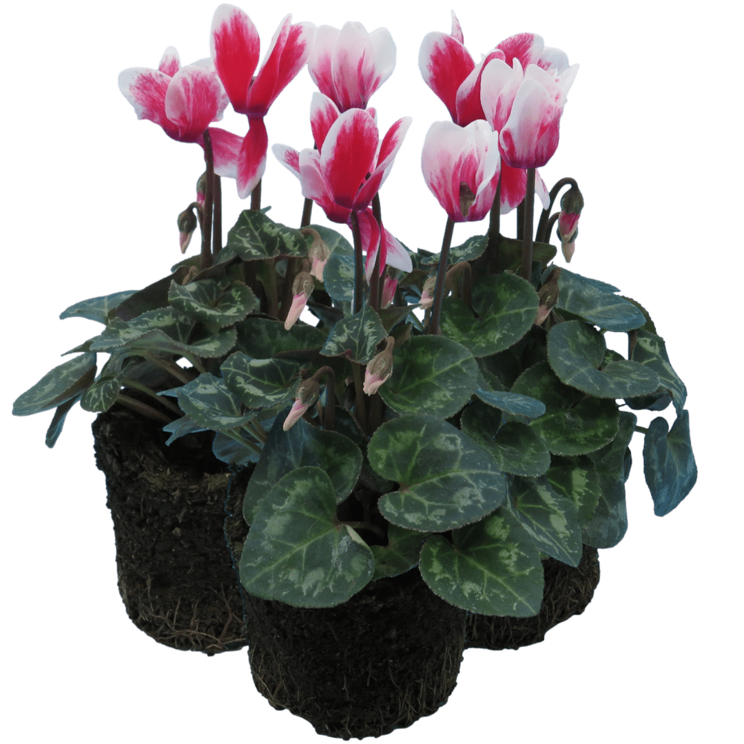 Cyclamen Flame Red 10.5cm - Frankton's