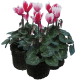 Cyclamen Flame Red 10.5cm - Frankton's