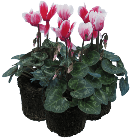 Cyclamen Flame Red 10.5cm - Frankton's