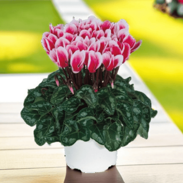 Cyclamen Flame Red 10.5cm - Frankton's