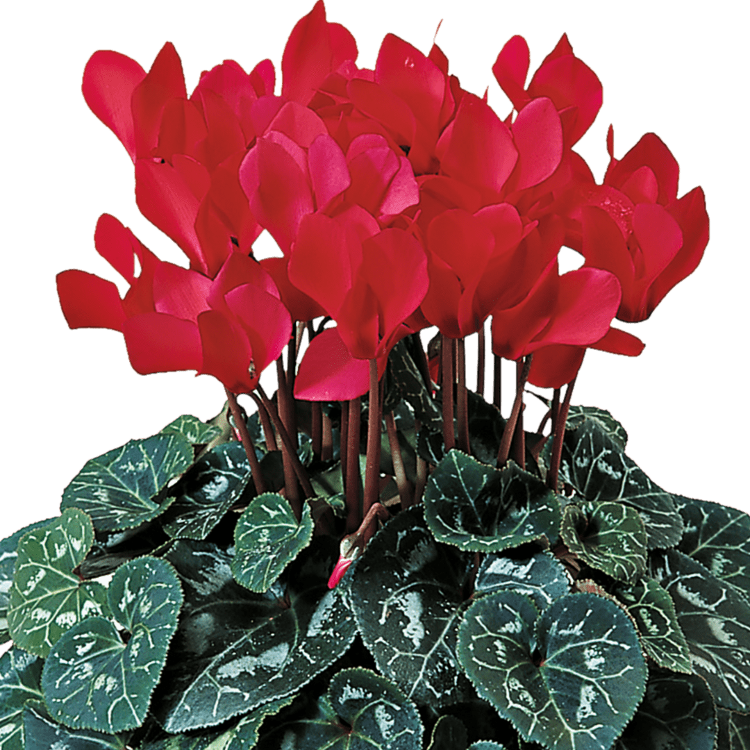 Cyclamen Flame Scarlet - Frankton's