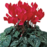 Cyclamen Flame Scarlet - Frankton's
