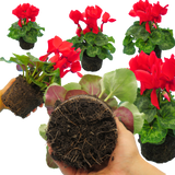 Cyclamen Flame Scarlet - Frankton's
