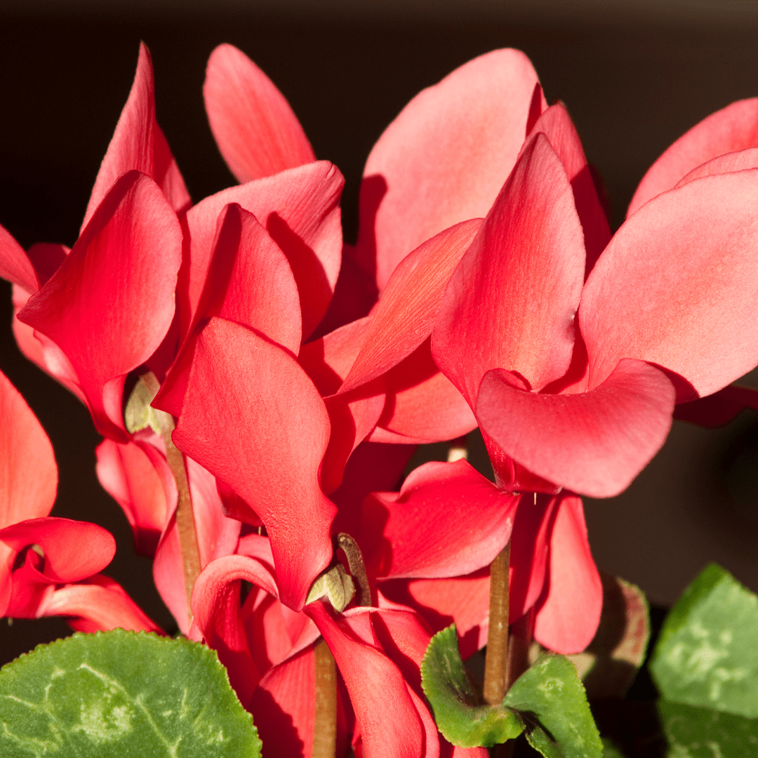 Cyclamen Flame Scarlet - Frankton's