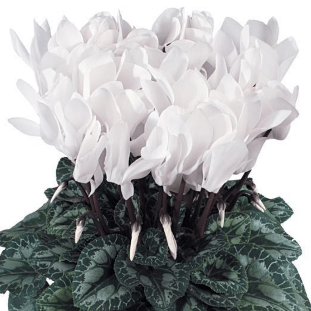 Cyclamen Flame White - Frankton's