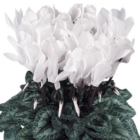 Cyclamen Flame White - Frankton's
