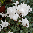 Cyclamen Flame White - Frankton's