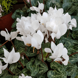 Cyclamen Flame White - Frankton's