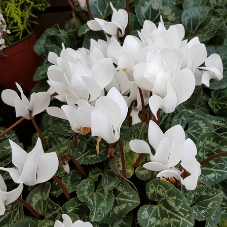 Cyclamen Flame White - Frankton's
