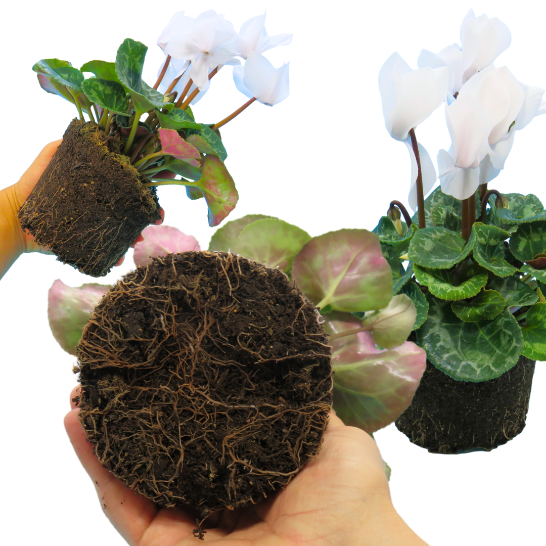 Cyclamen Flame White - Frankton's