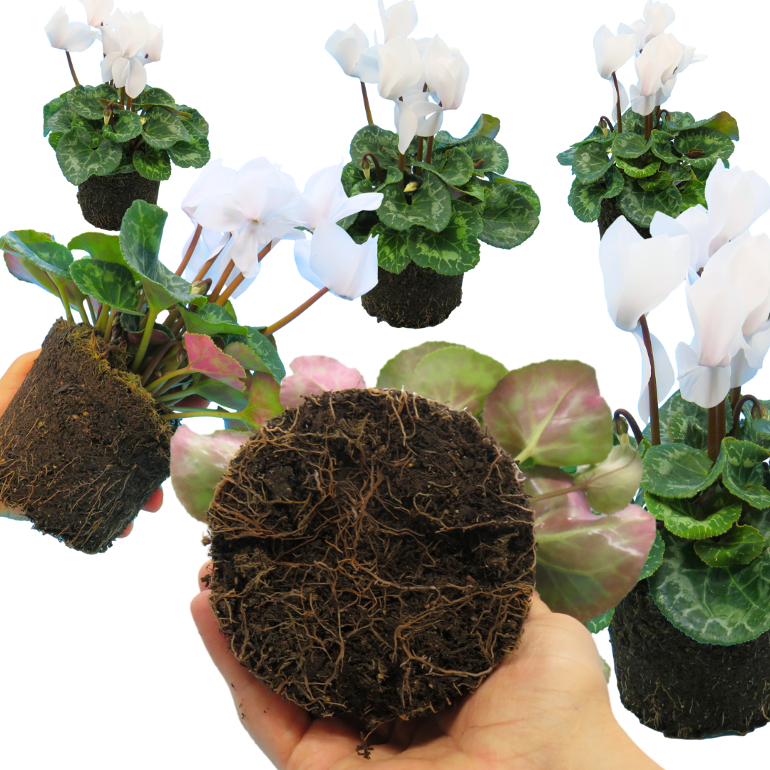 Cyclamen Flame White - Frankton's
