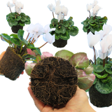 Cyclamen Flame White - Frankton's