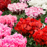 Cyclamen Growers Selection 10.5cm - Frankton's