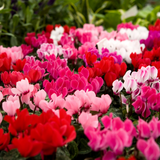 Cyclamen Growers Selection 10.5cm - Frankton's